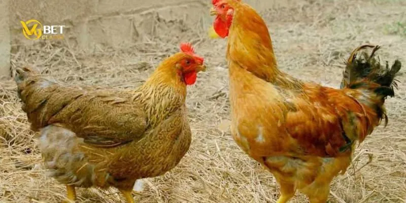 Các loại bệnh ở gà đá là gì? Chơi gà đá online như thế nào? 2 Tìm hiểu các bệnh ở gà đá? Nguyên nhân và giải pháp?