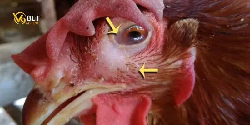 Các loại bệnh ở gà đá là gì? Chơi gà đá online như thế nào? 3 Bệnh tụ huyết trùng gà