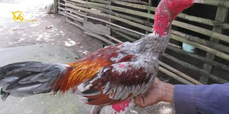 Các loại bệnh ở gà đá là gì? Chơi gà đá online như thế nào? 9 Bệnh hô hấp mãn tính ở gà đá