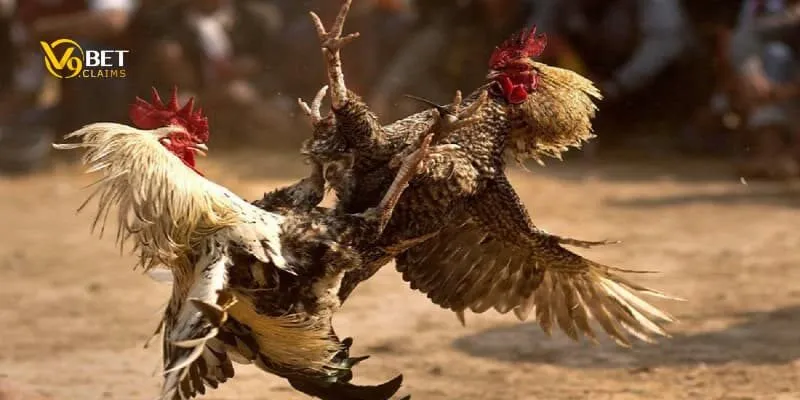 Bật mí cách đá gà mạng thắng nhanh chóng cho tân thủ 3 Biết được các loại kèo cược để không bị lúng túng khi vào trận