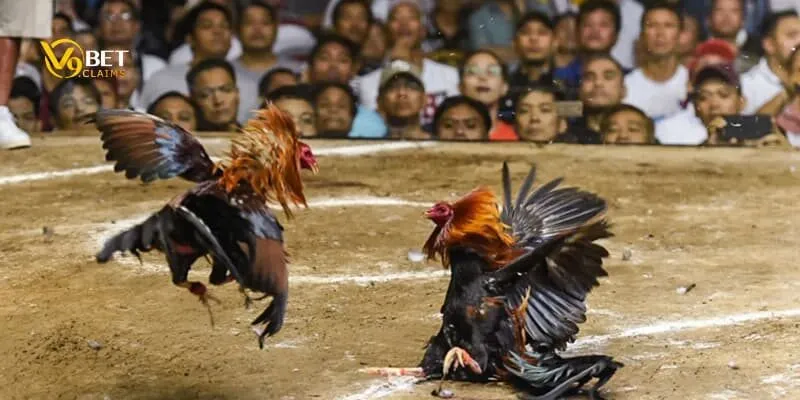 Mẹo cược gà chọi online luôn thắng như cao thủ 2 Vì sao cược gà chọi online cần có chiến thuật riêng?