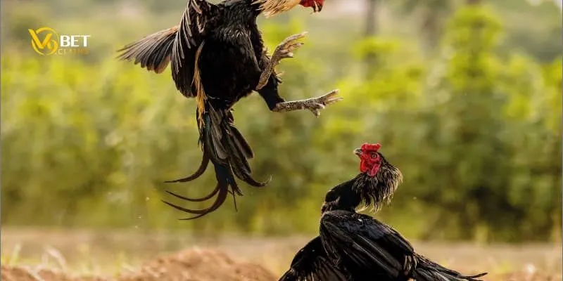 Nghiên cứu và nắm rõ luật chơi