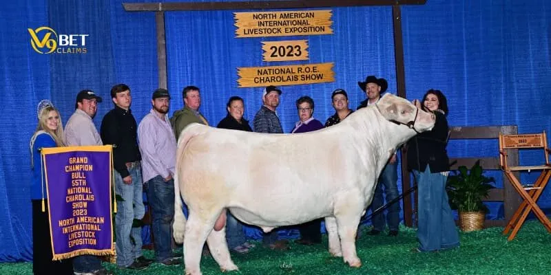 Super Bull -Kinh nghiệm chơi Super Bull chiến thắng đỉnh cao 3 Khám phá Super Bull là game gì